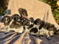 Deutsch Drahthaar Welpen