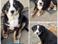 Berner Sennenhund Australien Shepherd Mix Welpen