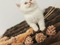 💖 Zauberhafte BKH-Babykätzchen suchen ein liebevolles Zuhause