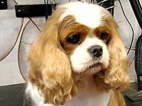 Super liebe,4 Jahre alte blenheim Hündin aus VDH Zucht