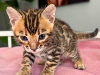 Bengal-Kätzchen