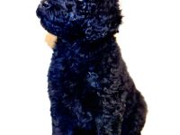 Grosspudel, lackschwarze Schönheiten