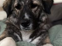 Lilli sucht ein ruhiges Zuhause