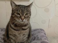 Schmusekatze Ani sucht ihr Zuhause