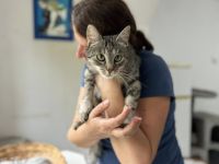 Jungkatze Mirabelle sucht Ihr Zuhause