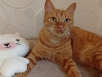 Suri sucht ihr Glück: Verschmuste Traumkatze wartet auf Dich!