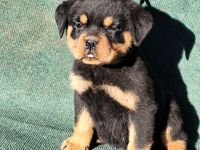Premium Rottweiler Puppy For Sale