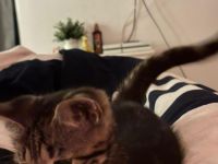 mausi sucht liebevolles zuhause