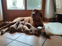 Reinrassige Magyar-Vizsla Welpen