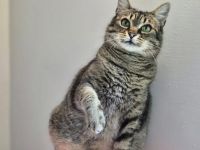 Rosi sucht Ihr liebevolles Zuhause