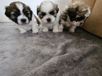 3 Shih-Tzu (Shih- Poo) Welpen abzugeben