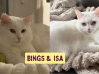 Bings: Eine schüchterne Seele sucht Vertrauen