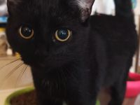 Katzen in liebe vollen Händen abzugeben