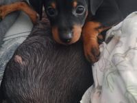 🐾 Zwergpinscher-Welpen – 2 süße Babys suchen liebevolles Zuhause ❤️