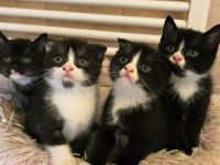 BKH Kitten in schwarz-weiß noch 2 Kater ab sofort abgabebereit