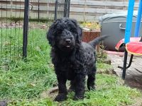 Liebevoll aufgewachsene Kleinpudel suchen Zuhause