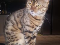 BENGAL DECKKATER