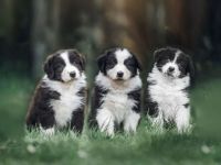 Reinrassige Australian Shepherd Welpen mit Papieren