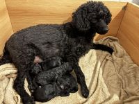 Süße Zwergpudel Hündinnen