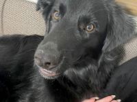 Aktiver Rollo sucht liebevolle und konsequente Menschen