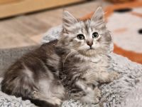 Maine Coon Kitten/smoke/shaded/Tortie
