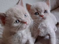 2 Britisch Kurzhaar Männchen abzugeben,reinrassig