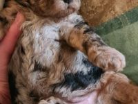 Zwergpudel Welpe weiblich