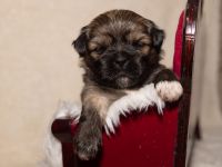 reinrassiger Lhasa apso Welpe