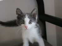 Ouzo sucht ein Herz zum Schmelzen: Zarte Samtpfote wartet auf ihr Glück!