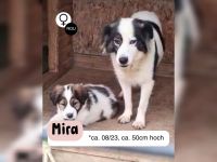 Mama MIRA sucht ihr für immer Zuhause