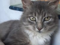 Entspannter Mitbewohner gesucht? Hier kommt Kater Cooper