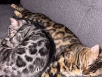 Zwei Bengal-Katzen suchen ein liebevolles Zuhause!