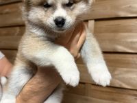 Hübsche Akita Inu Welpen