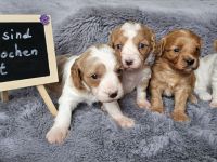 Cavapoo Welpen Pudel Cavalier King Charles