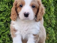 Cavapoo Welpen Pudel Cavalier King Charles