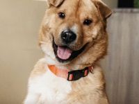 Eine liebe Hündin sucht ihre Menschen