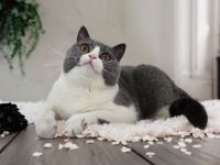 BKH Mädchen 1 1/2 Jahr mit Stammbaum (Titel:Jugend Champion)