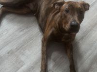 Hündin in gute Hände abzugeben