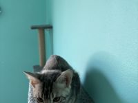 Silberner Bengalkater ( 13 Wochen )