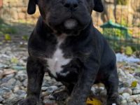American Bully XL - Welpen