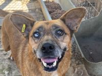 Litchie, wer hat ein Herz für eine 3,5 beinige liebe Seniorin? 8 Jahre, 56 cm