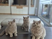 Unsere hübschen Mäuse suchen ihre Dosenöffner :)))