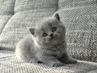 Unsere hübschen Mäuse suchen schon jetzt ihre Dosenöffner :)))