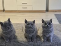 Unsere Wunderschönen BKH Mädchen suchen ihr Traum Zuhause :)