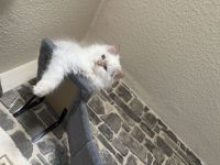 Süße kleine Ragdoll kitten mit wunderschönen blauen Augen suchen ein neues liebevolles zu Hause