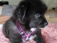 Großspitzwelpen, Welpen, Großspitz