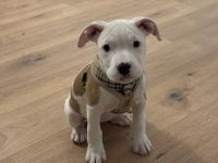 Azula (American Stafford x Stafford) Mischling sucht neues Zuhause!