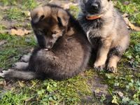 Deutsche Schäferhund Welpen