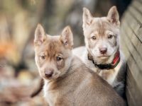 (FCI/VDH) SIBERIAN HUSKY Welpen aus kontrollierter Leistungszucht