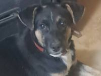 Kosmos sucht sein Für-immer-Zuhause